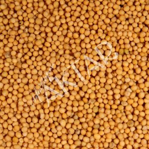 Hardal Tohumu (Sarı) 100 gr.