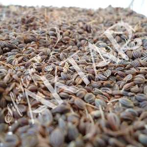 Maydonoz Tohumu 100 gr.