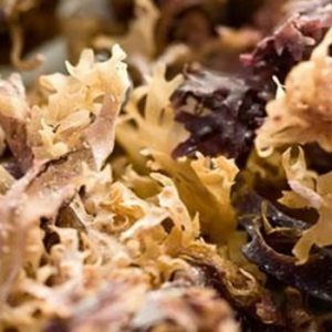 Deniz Kadayıfı (100 gr.)