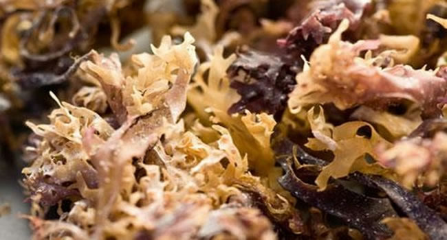 Deniz Kadayıfı (100 gr.)
