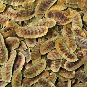 Açlık Otu 100 gr.